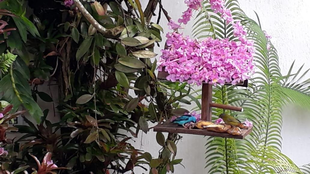 Suites Beija-Flor Araquari Dış mekan fotoğraf