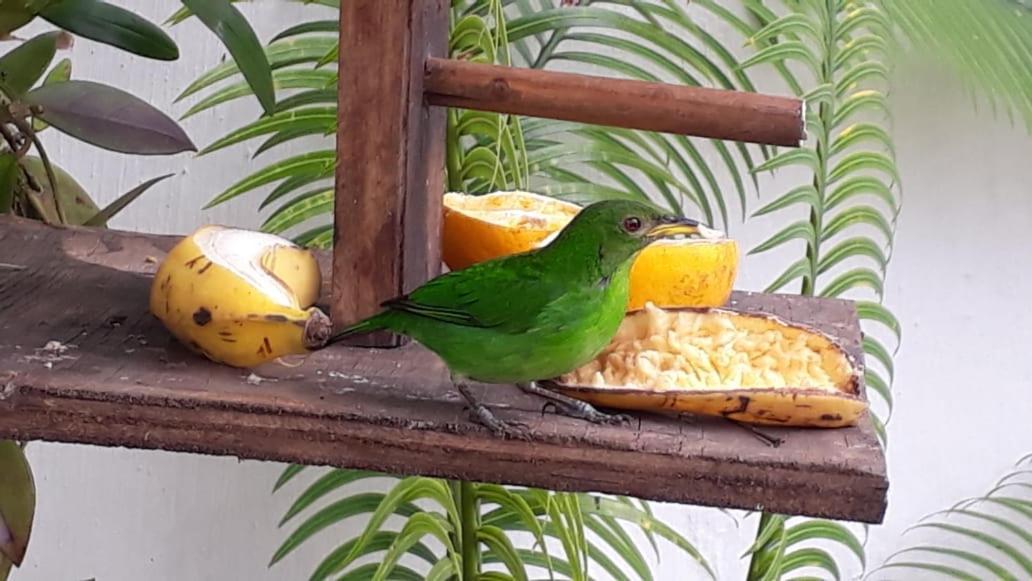 Suites Beija-Flor Araquari Dış mekan fotoğraf