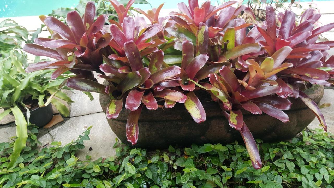Suites Beija-Flor Araquari Dış mekan fotoğraf